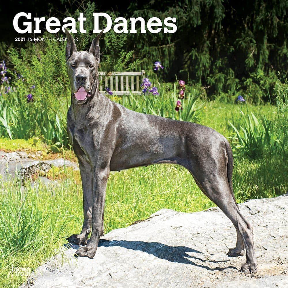 dog breed calendar 2021 Wall Calendar Details about   Just Great Danes Free Shipping 