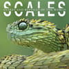 image Scales 2026 Wall Calendar Main Image