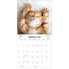 image Curious Kittens Photo 2025 Mini Wall Calendar