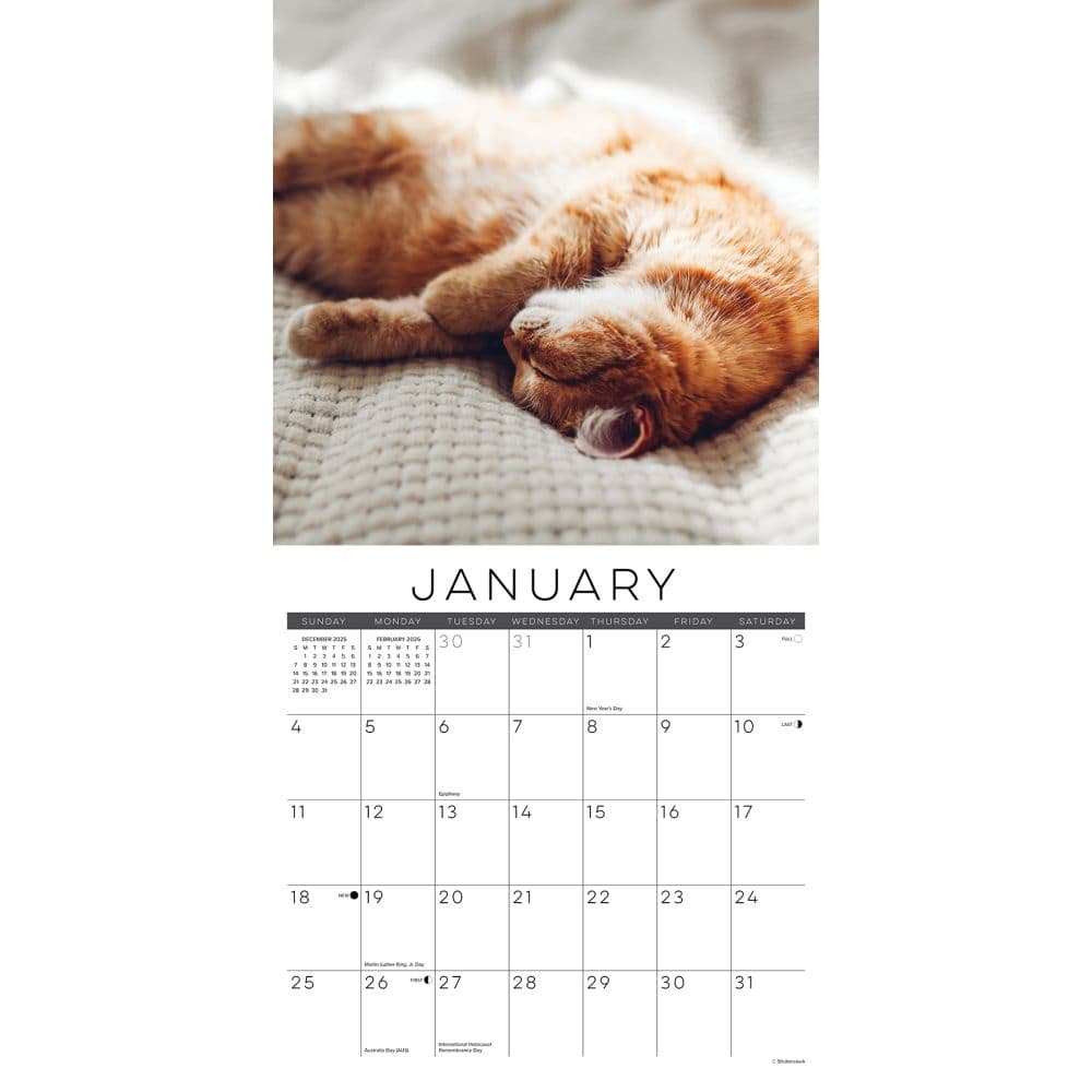 Naptime Cats Special Value 2026 Wall Calendar Second Alternate Image