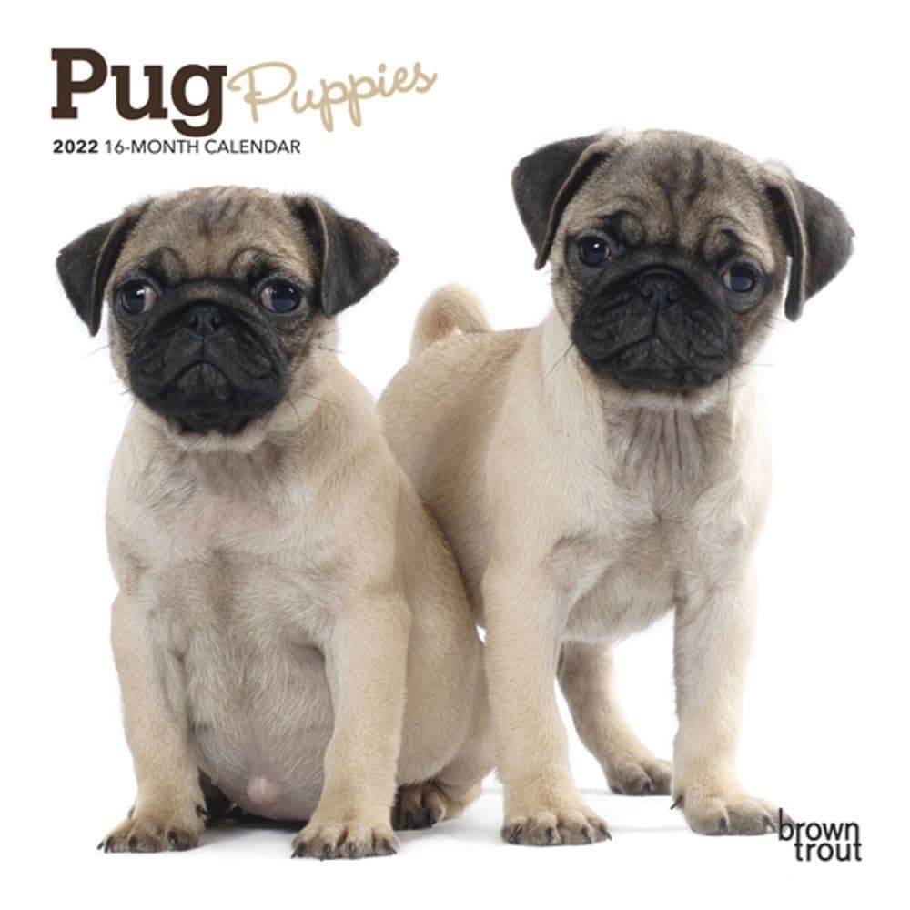 2022 Pug Puppies Calendars  Dog-Calendars.com