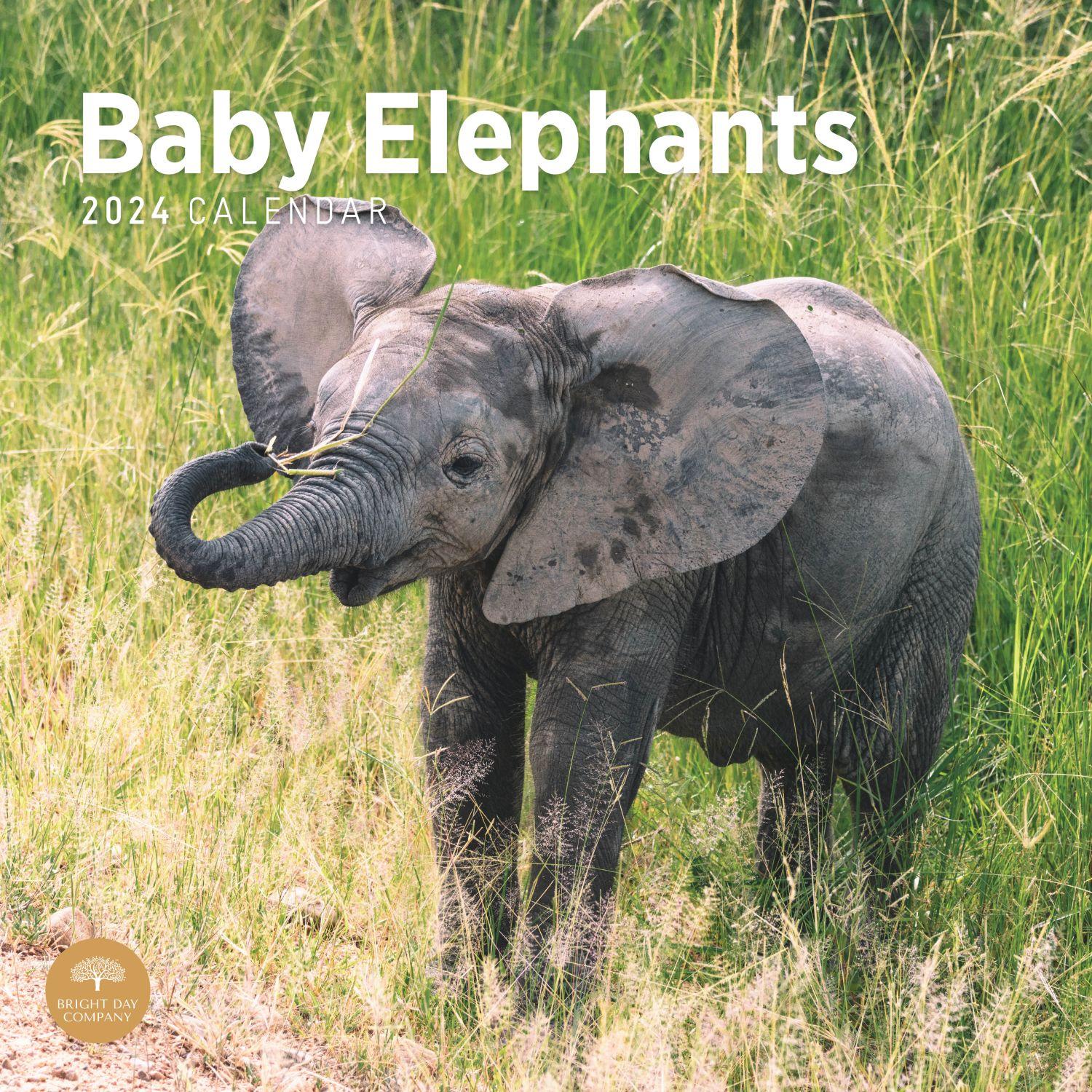 Baby Elephants 2025 Wall Calendar