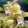 image Orchids 2024 Wall Calendar Main Product Image width=&quot;1000&quot; height=&quot;1000&quot;