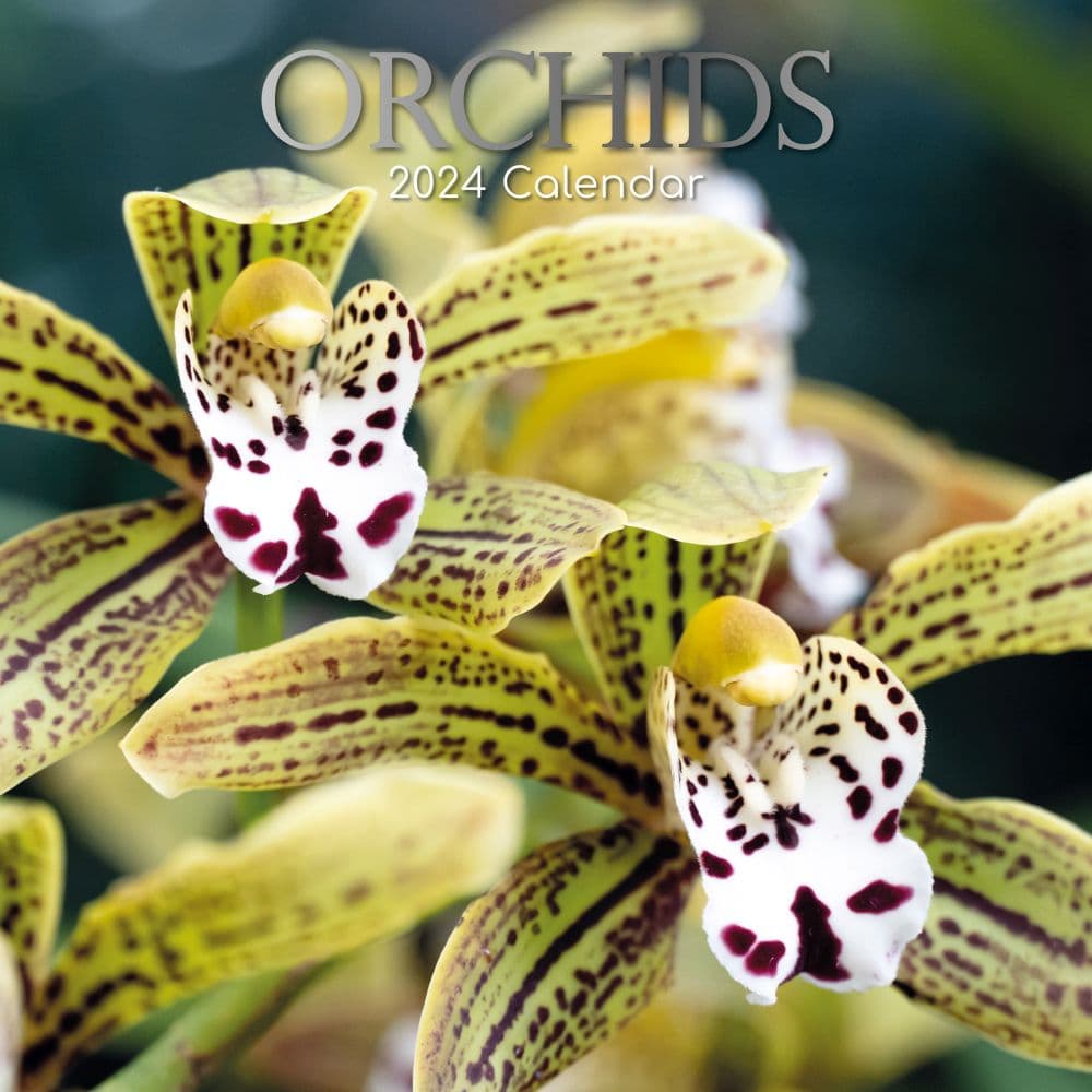 Orchids 2024 Wall Calendar Main Product Image width=&quot;1000&quot; height=&quot;1000&quot;