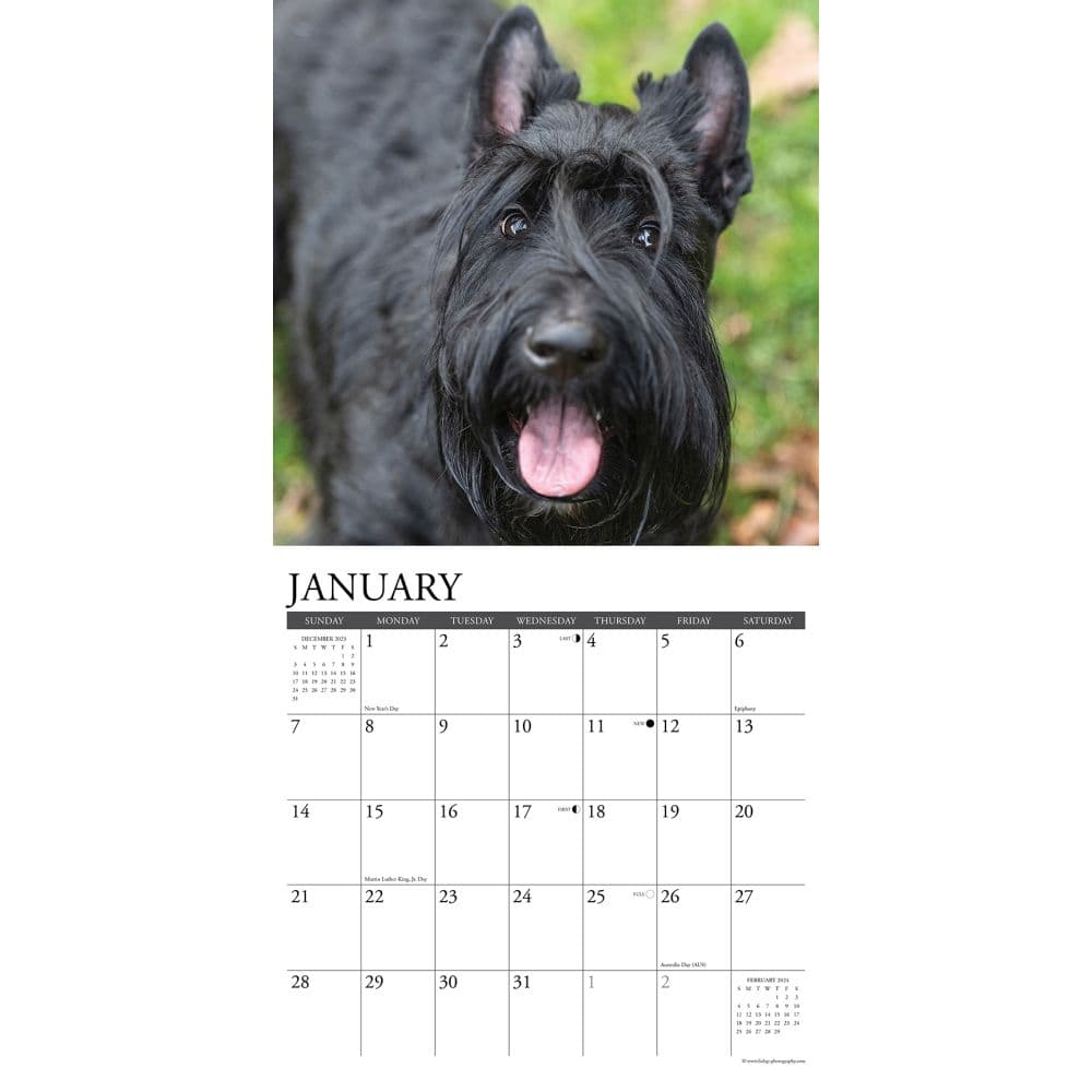 Just Scotties 2024 Wall Calendar