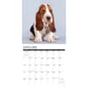 image Just Basset Hound Puppies 2024 Wall Calendar Alternate Image 2