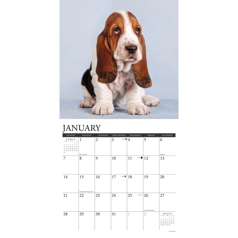 Just Basset Hound Puppies 2024 Wall Calendar Alternate Image 2