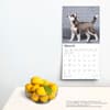 image Siberian Husky Puppies 2025 Wall Calendar Fourth Alternate Image width=&quot;1000&quot; height=&quot;1000&quot;