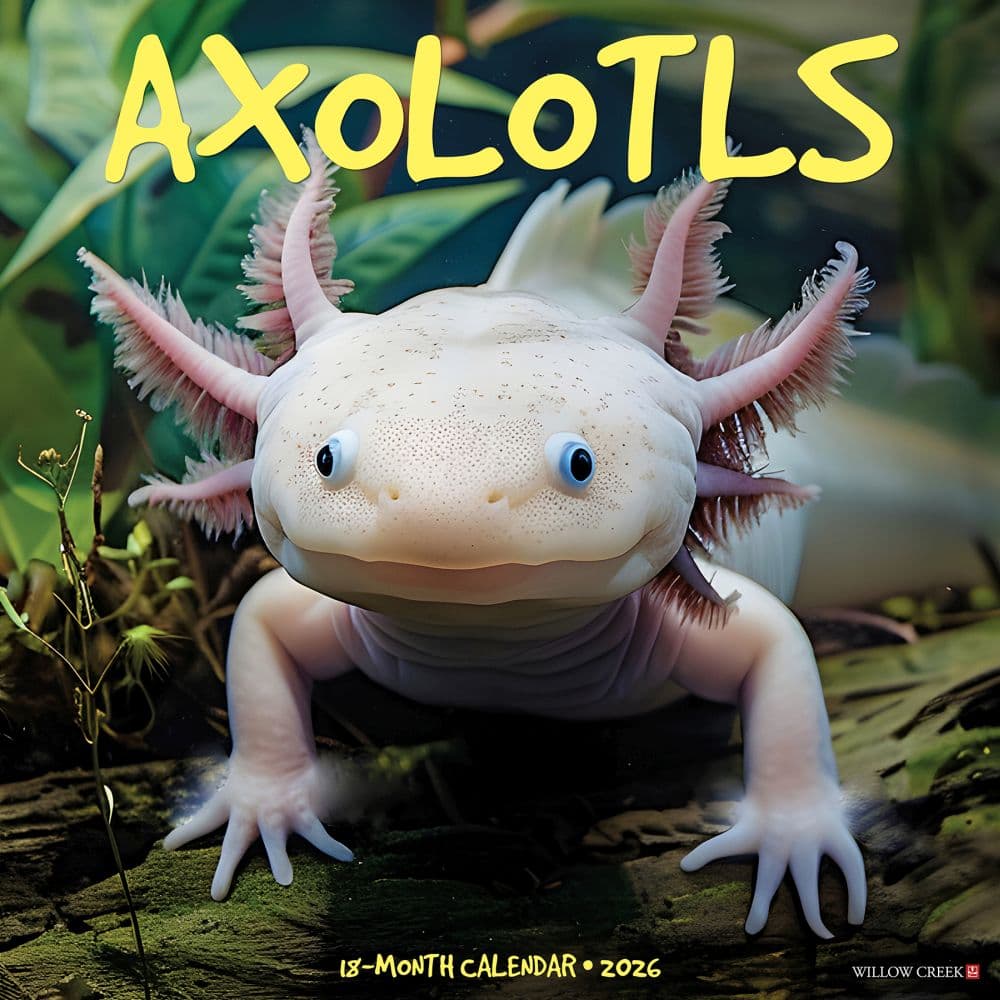 Axolotls 2026 Wall Calendar Main Image