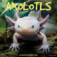 image Axolotls 2026 Wall Calendar Main Image