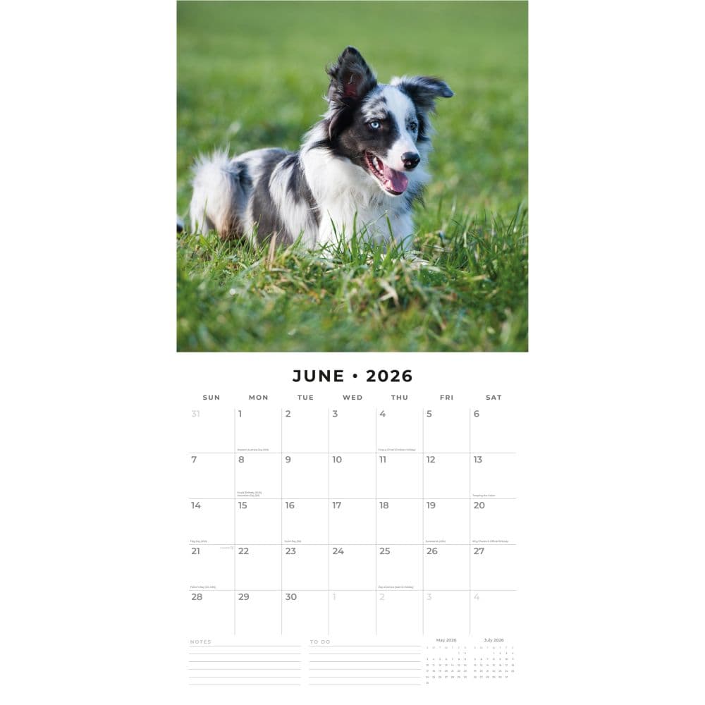 Border Collies 2026 Wall Calendar Second Alternate Image