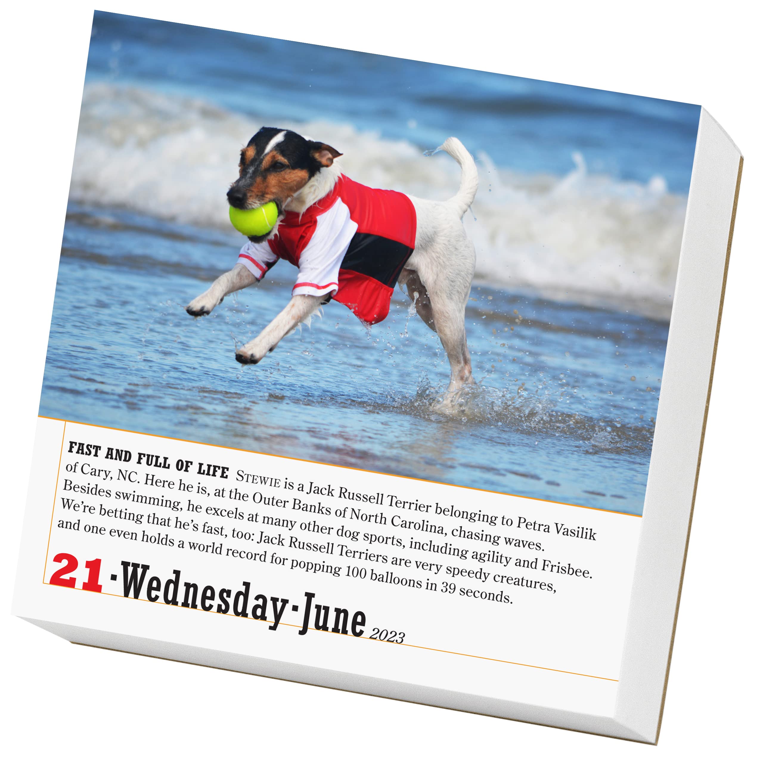 365 Dogs 2023 Page-A-Day Calendar - Calendars.com