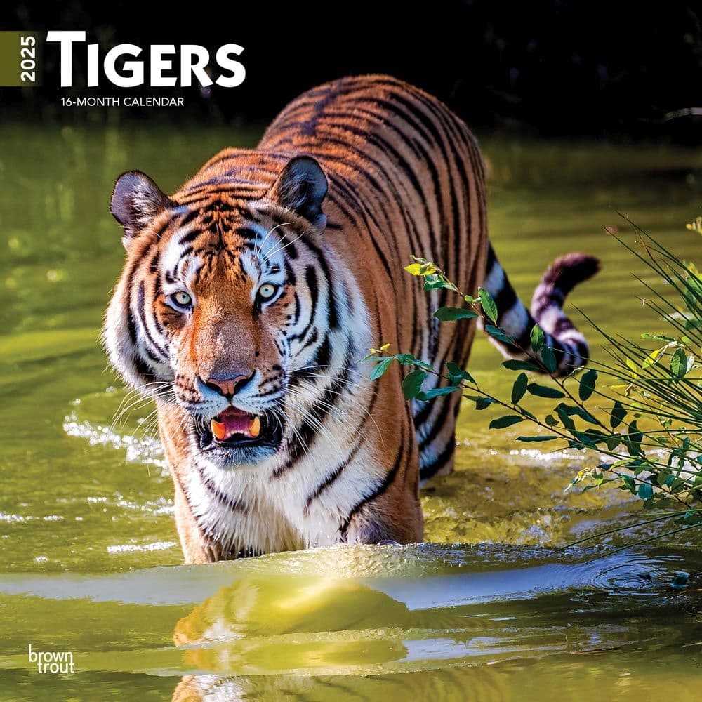 Tigers 2025 Wall Calendar  Main Image