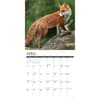 image Foxes 2026 Wall Calendar Second Alternate Image