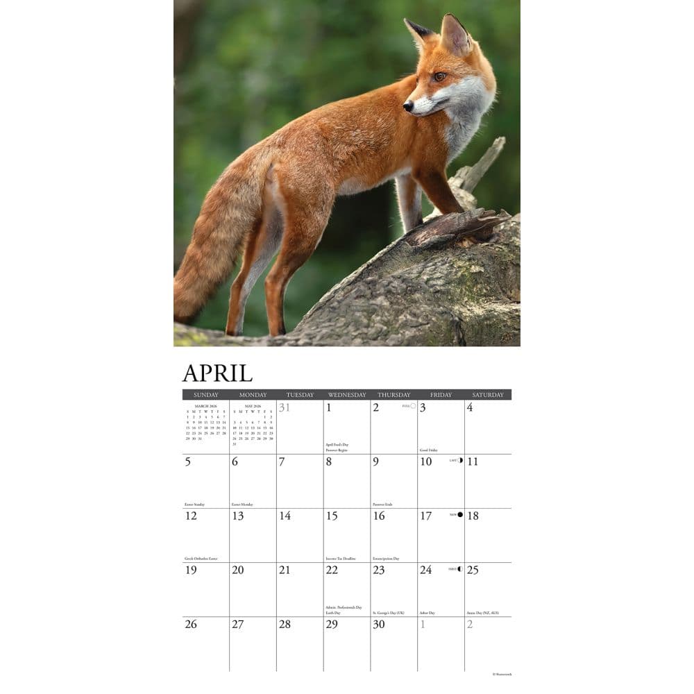 Foxes 2026 Wall Calendar Second Alternate Image