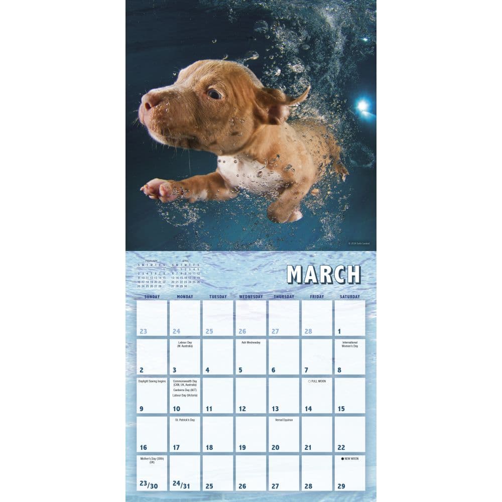 Underwater Puppies By Seth Casteel 2025 Mini Wall Calendar