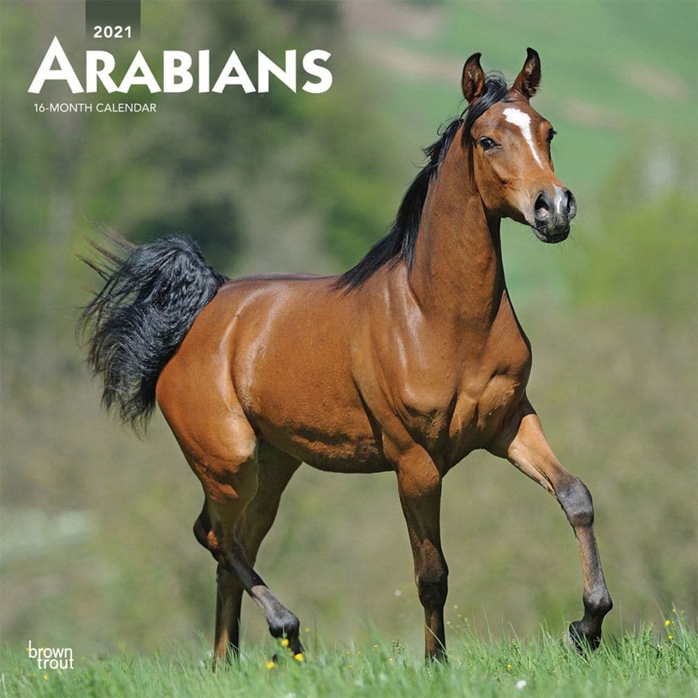 Arabians Wall Calendar Calendars Com