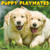 image Puppy Playmates 2025 Wall Calendar Main Image