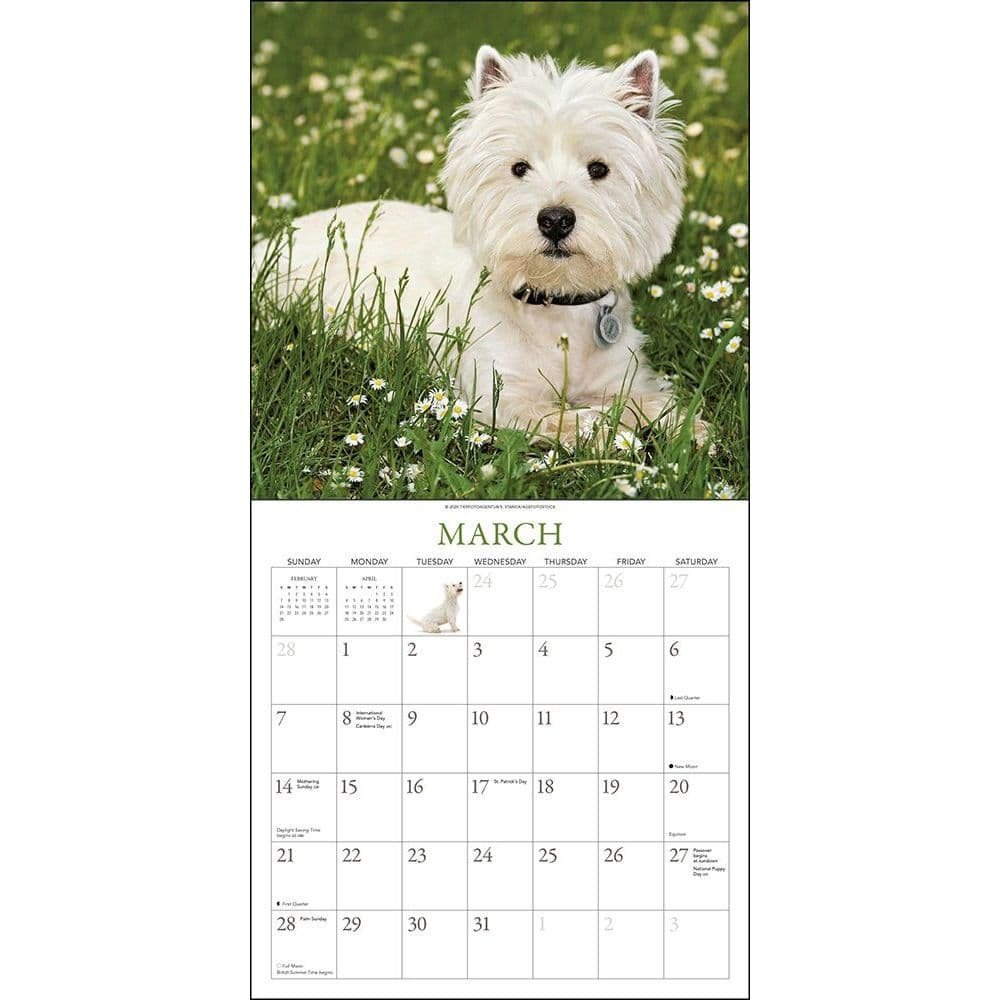 Westies Wall Calendar