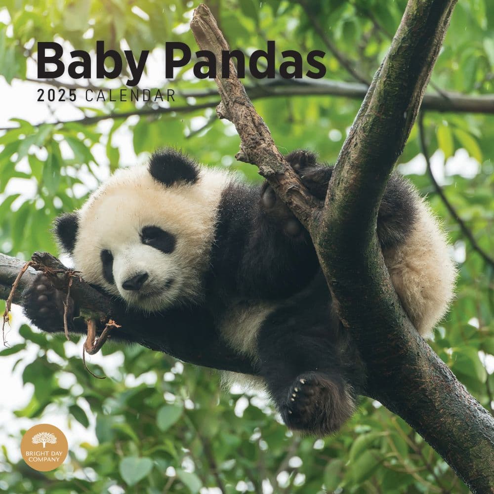 Baby Pandas 2025 Wall Calendar