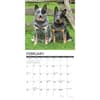 image Blue Heelers 2025 Wall Calendar Second Alternate Image width=&quot;1000&quot; height=&quot;1000&quot;