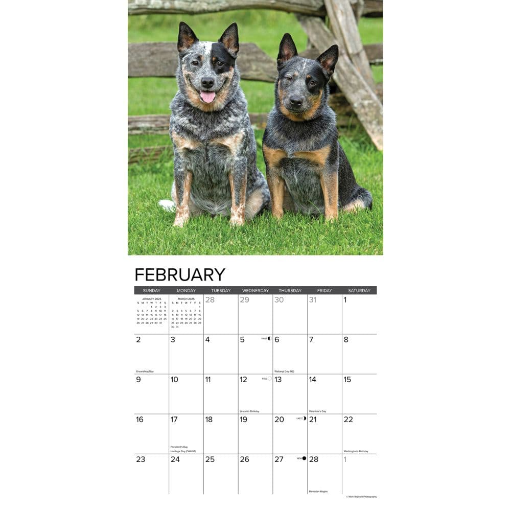 Blue Heelers 2025 Wall Calendar Second Alternate Image width=&quot;1000&quot; height=&quot;1000&quot;