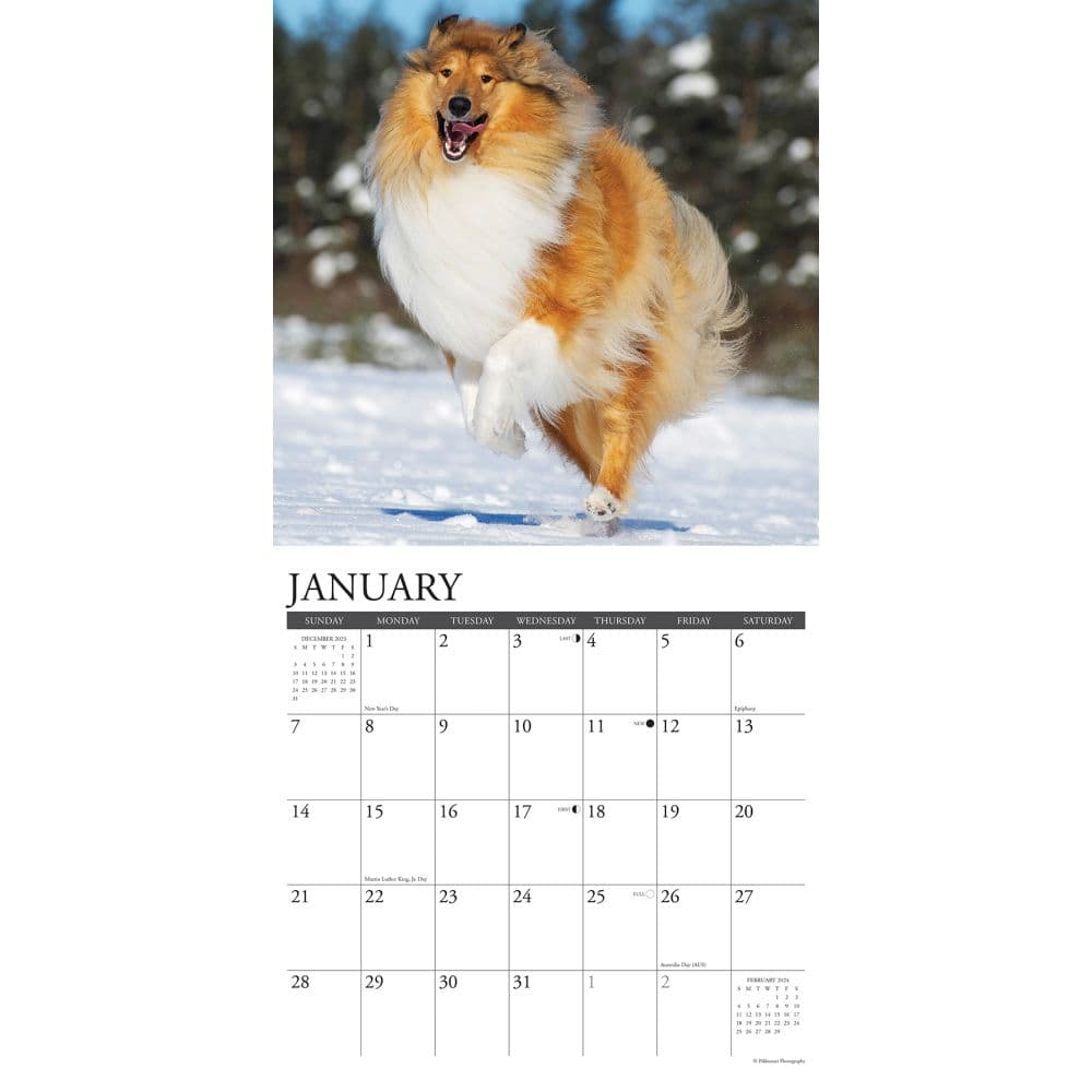 Collies 2024 Wall Calendar