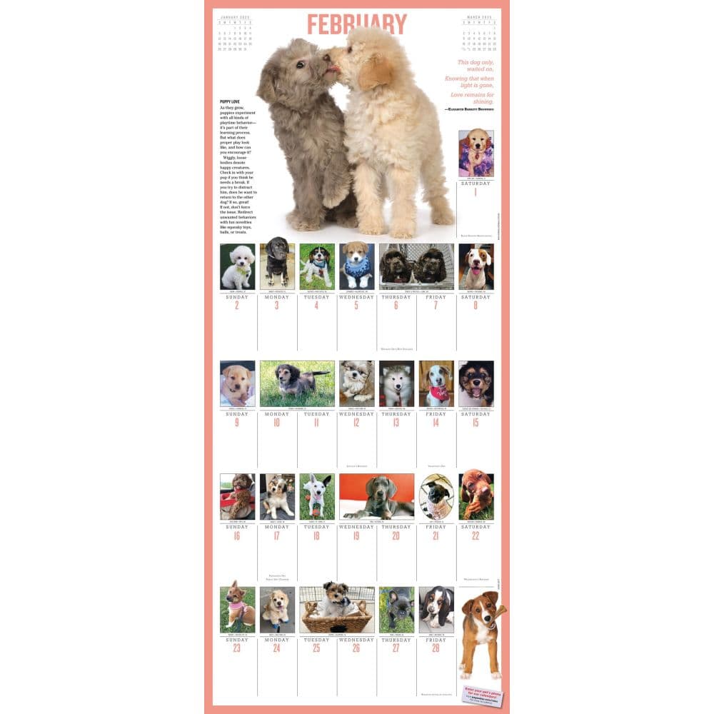 Puppies 365 Days 2025 Wall Calendar Alt1