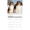 image Just Shelties 2026 Wall Calendar Second Alternate Image