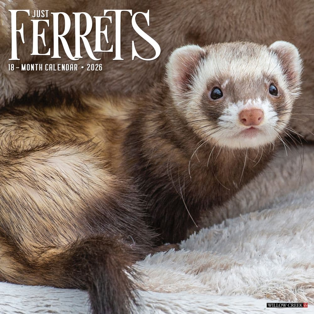 Ferrets 2026 Wall Calendar Main Image