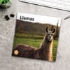 image Llamas 2025 Wall Calendar Fourth Alternate Image