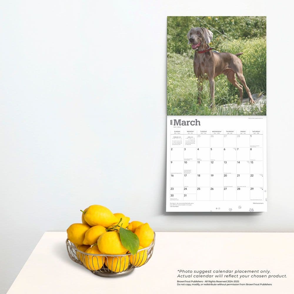 Weimaraners 2025 Wall Calendar Fourth Alternate Image width=&quot;1000&quot; height=&quot;1000&quot;