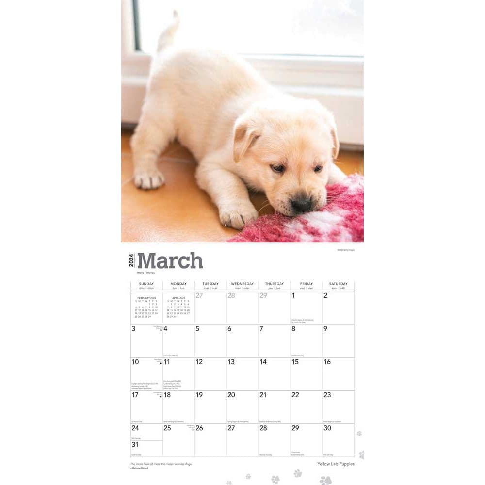 Yellow Lab Retriever Puppies 2024 Wall Calendar Second Alternate Image width=&quot;1000&quot; height=&quot;1000&quot;