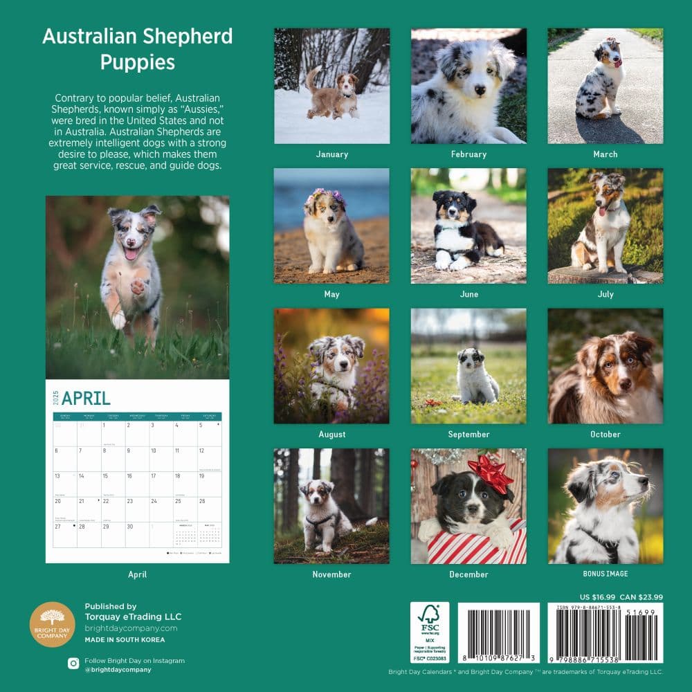 Australian Shepherd Puppies 2025 Wall Calendar First Alternate Image width="1000" height="1000"