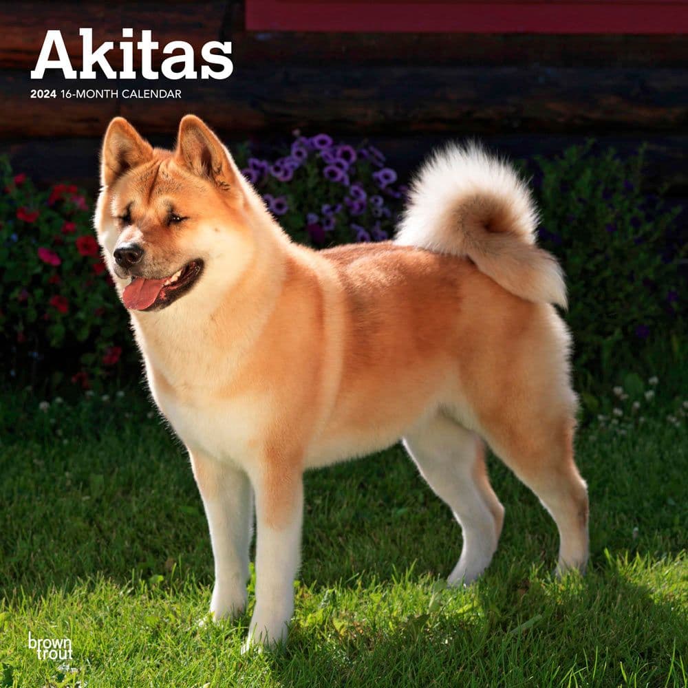 Akitas 2024 Wall Calendar