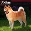 image Akitas 2024 Wall Calendar Main Product Image width=&quot;1000&quot; height=&quot;1000&quot;