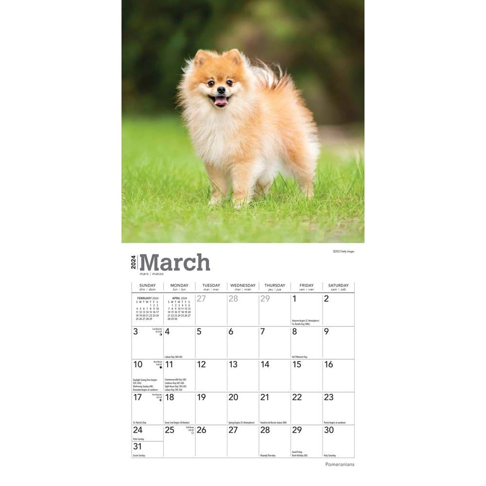 Pomeranian 2024 Mini Wall Calendar