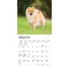 image Pomeranian 2024 Mini Wall Calendar Second Alternate Image width=&quot;1000&quot; height=&quot;1000&quot;