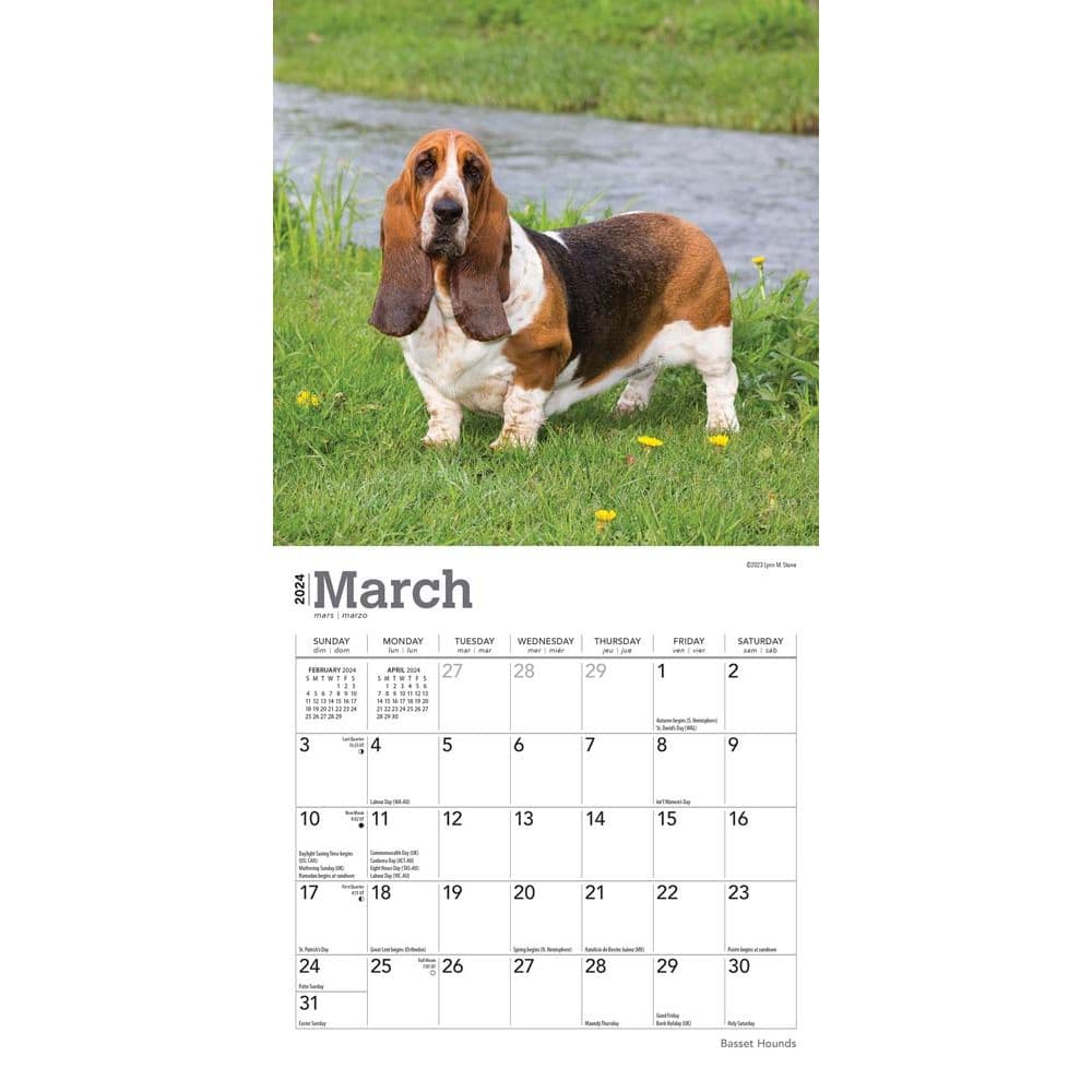 Basset Hound 2024 Mini Wall Calendar