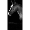 image Horse Noble Portrait Series 2024 Wall Calendar Alternate Image 2