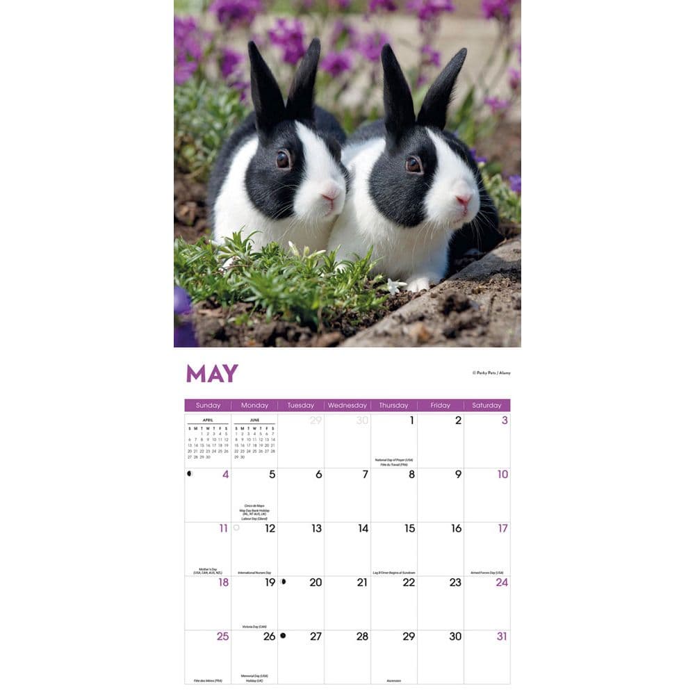 Rabbits 2025 Wall Calendar Third Alternate Image width=&quot;1000&quot; height=&quot;1000&quot;