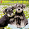 image Just Schnauzer Puppies 2024 Wall Calendar Main Image