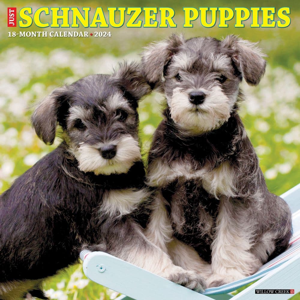 Just Schnauzer Puppies 2024 Wall Calendar Main Image