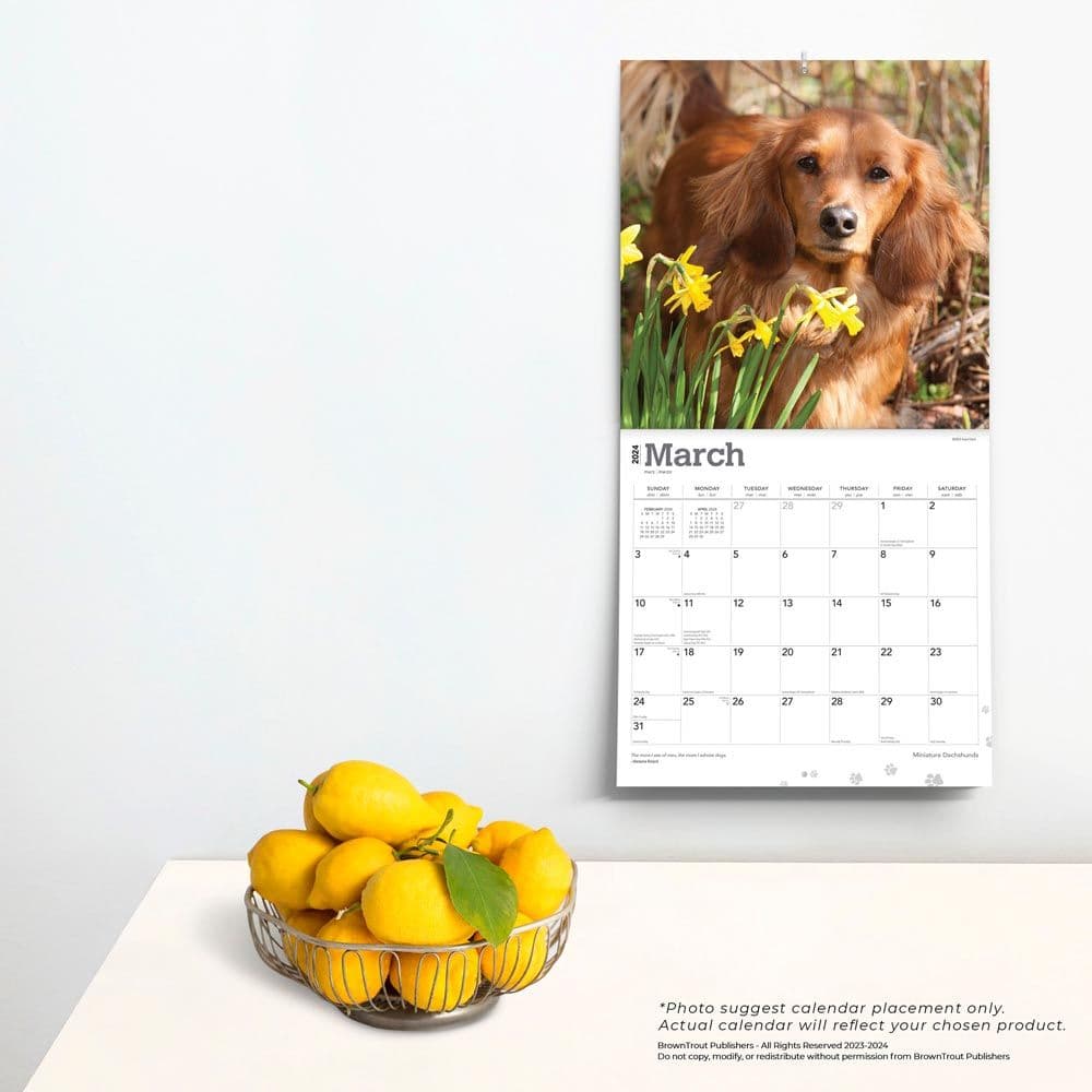 Miniature Dachshund 2024 Mini Wall Calendar