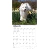 image Samoyeds 2024 Wall Calendar Second Alternate Image width=&quot;1000&quot; height=&quot;1000&quot;