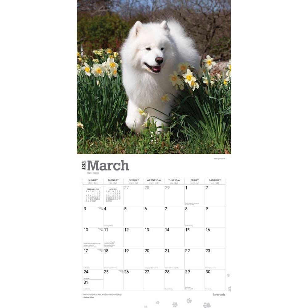 Samoyeds 2024 Wall Calendar Second Alternate Image width=&quot;1000&quot; height=&quot;1000&quot;