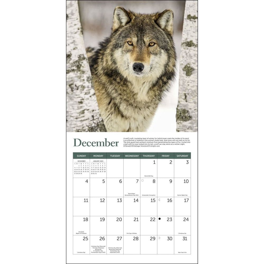Wwf Wolves 2022 Mini Wall Calendar - Calendars.com