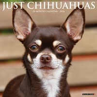image Just Chihuahuas 2026 Wall Calendar Main Image