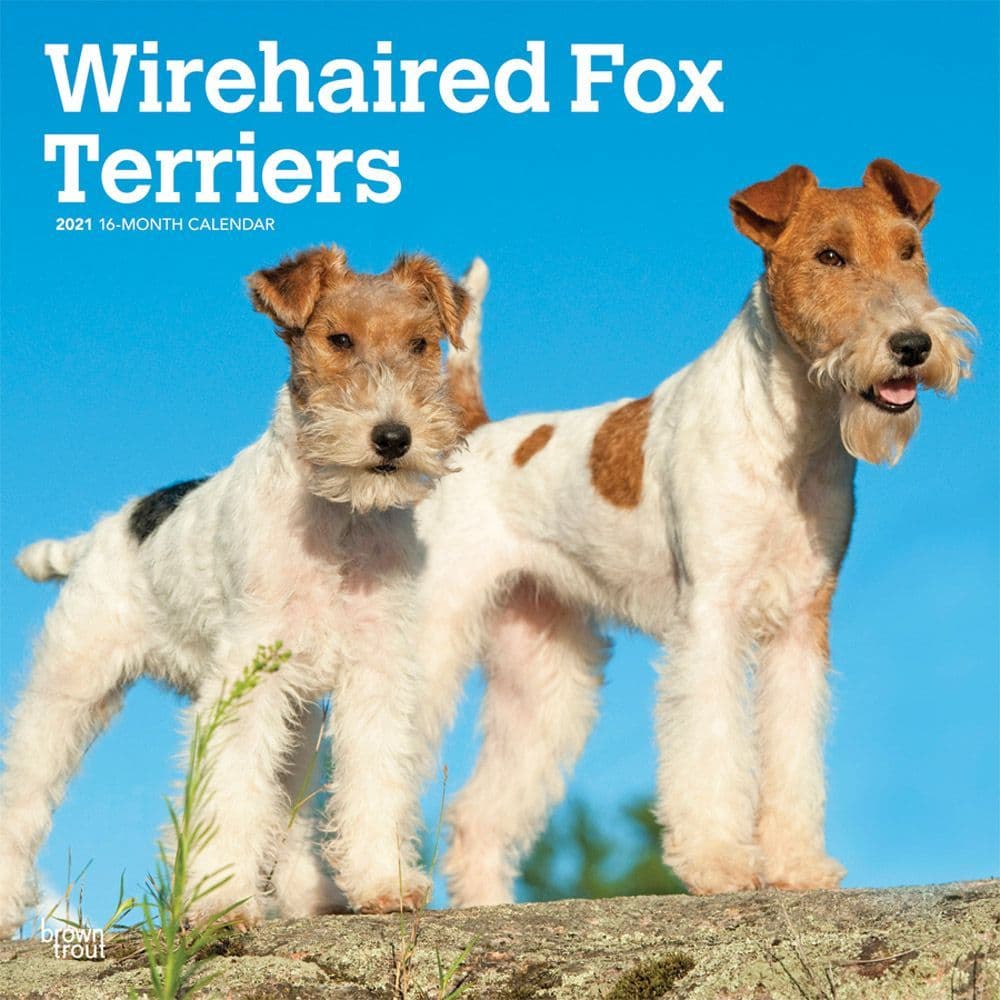 Wirehaired Fox Terriers 2022 Calendar