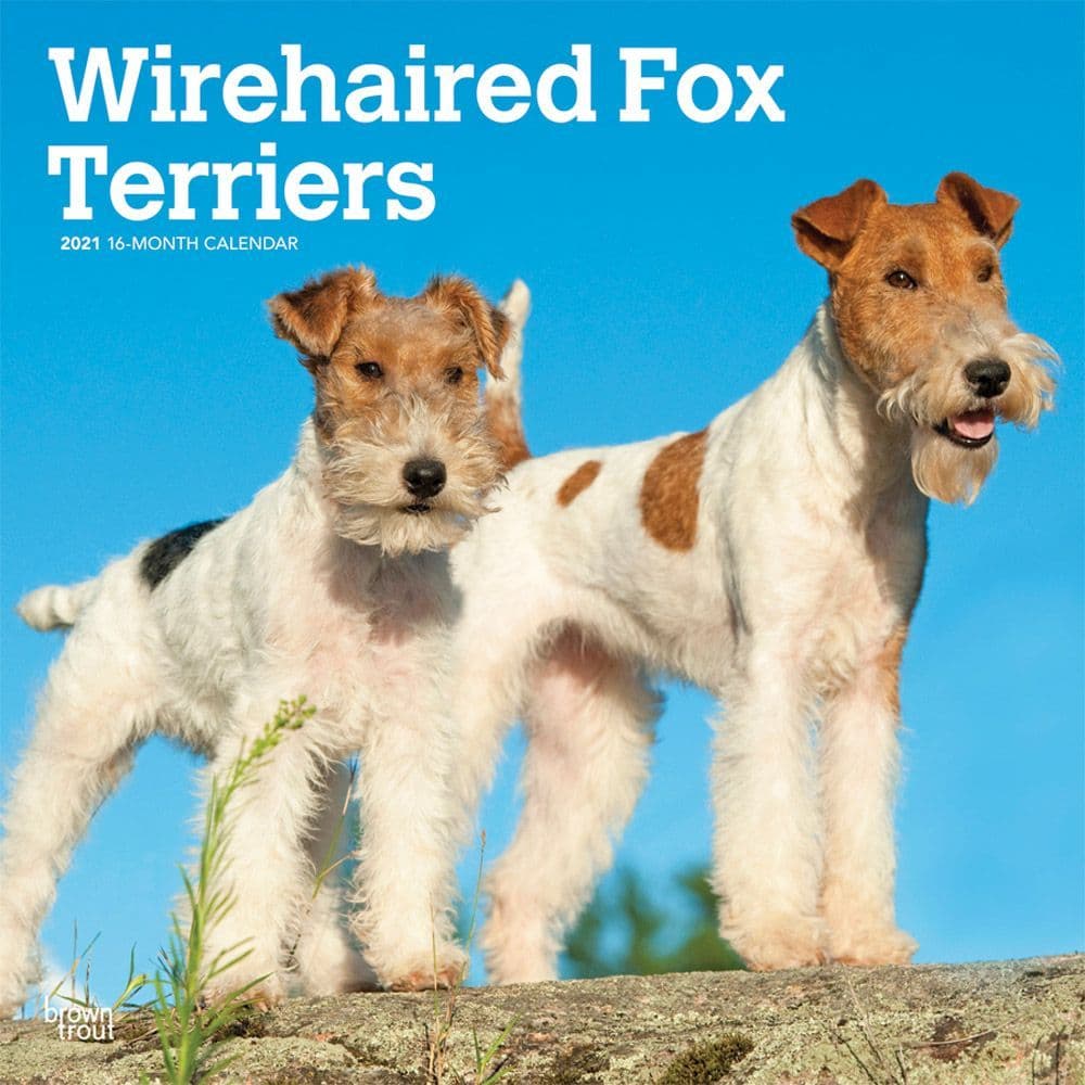 Wirehaired Fox Terriers 2022 Calendar